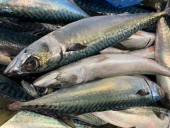 ベトナムで水産委託加工工場の紹介