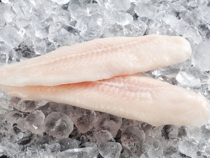 パンガシウスフィレ