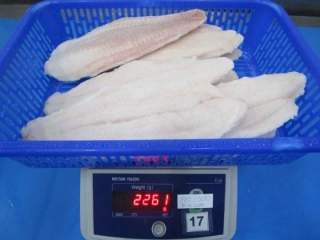 パンガシウスフィレ