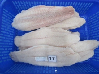 パンガシウスフィレ