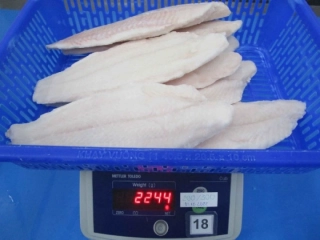 パンガシウスフィレ