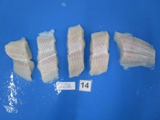 パンガシウス切身