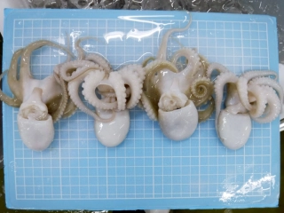 Frozen Baby Octopus