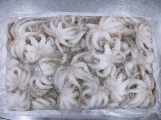 Frozen Baby Octopus