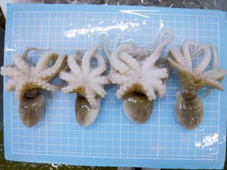 Frozen Baby Octopus