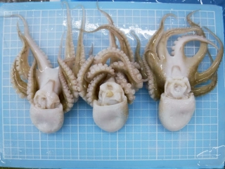 Frozen Baby Octopus